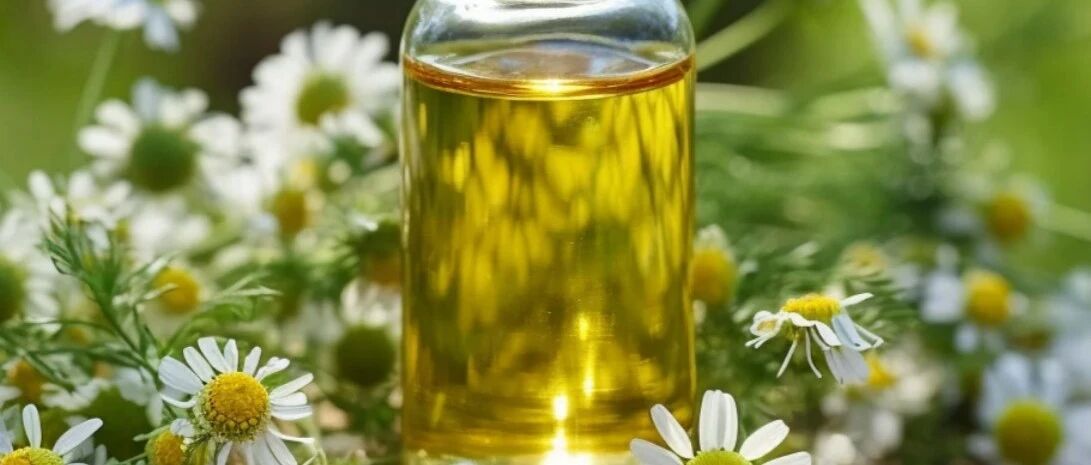 Sensitive skin savior! Chamomile Essential Oil Skin Care Guide